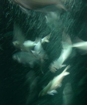 Fish feeding on plankton